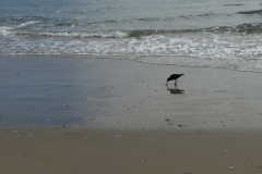 Oyster Catcher